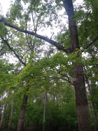 Image of Quercus texana by (c) Will McFarland, some rights reserved (CC BY)