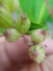 Cuphea epilobiifolia