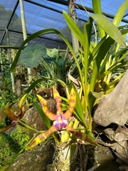Miltonia clowesii