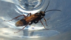 Sphictostethus calvus