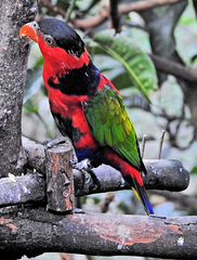 Lorius lory