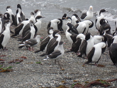 Leucophaeus scoresbii