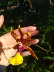 Miltonia clowesii