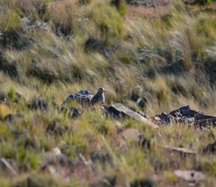 Oreopholus ruficollis