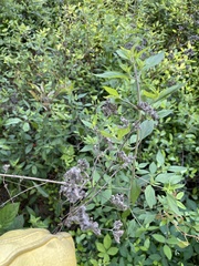 Pycnanthemum albescens