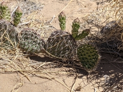 Opuntia
