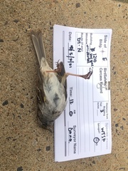 Zonotrichia albicollis