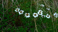 Celmisia bellidioides