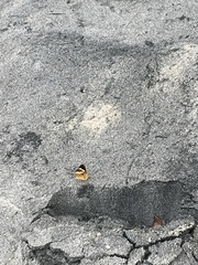 Cupha arias