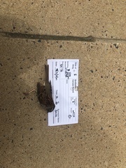 Zonotrichia albicollis