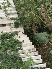 Macaca fascicularis philippensis