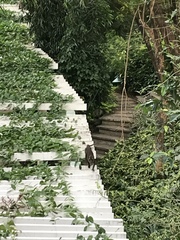 Macaca fascicularis philippensis