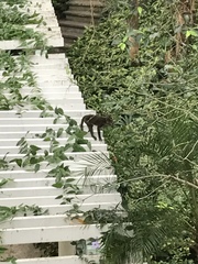 Macaca fascicularis philippensis