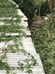 Macaca fascicularis philippensis