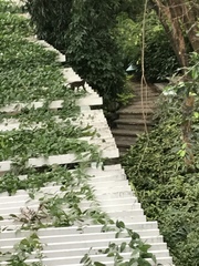 Macaca fascicularis philippensis