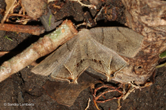 Psamathia placidaria