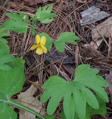Viola lobata