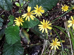 Brachyglottis bellidioides