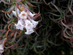 Dracophyllum recurvum