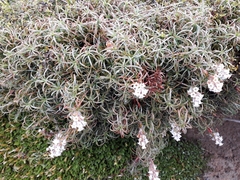 Dracophyllum recurvum