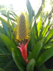 Aechmea pineliana