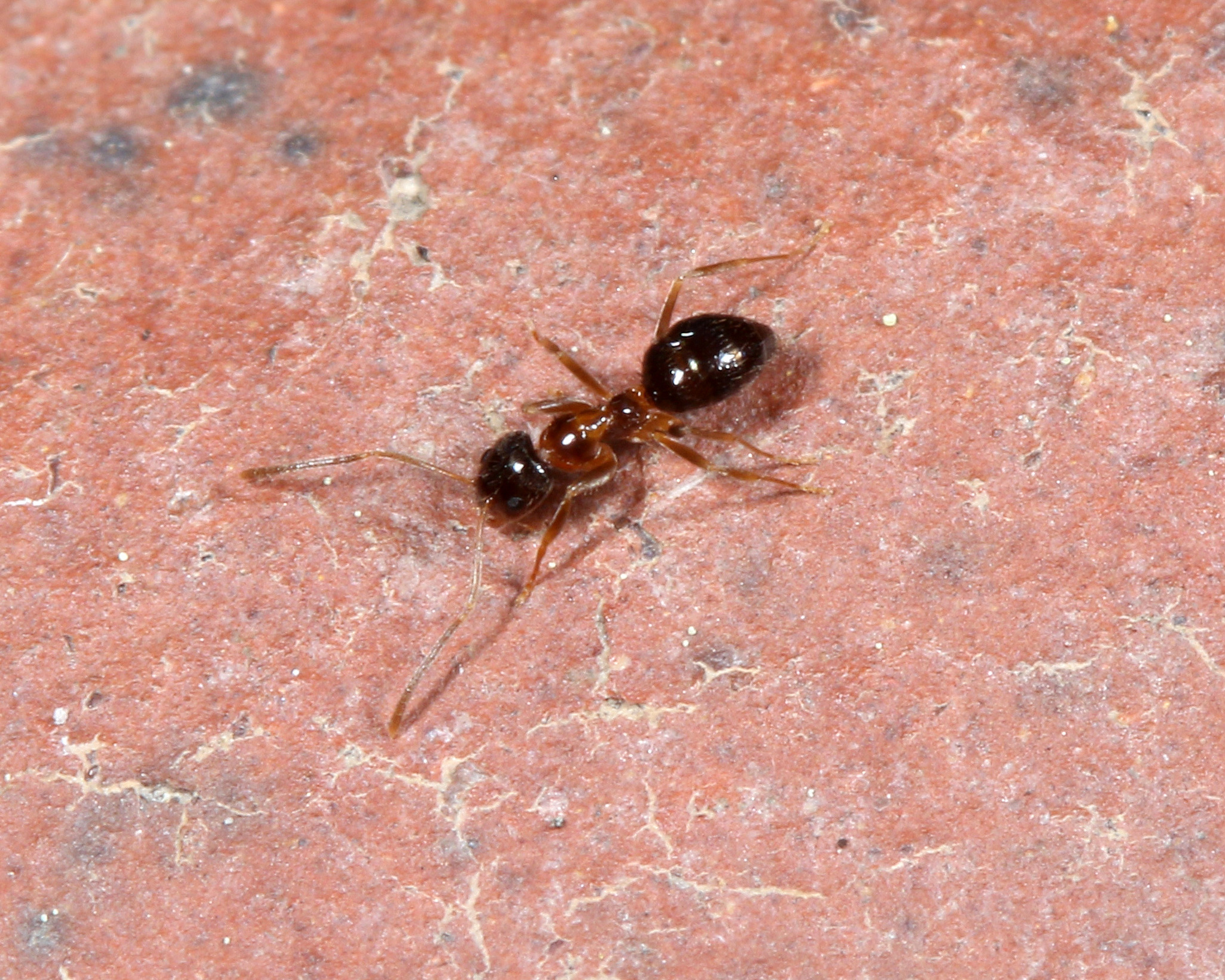 Nylanderia vividula