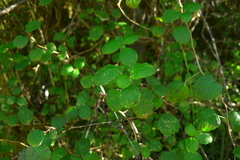 Fuchsia perscandens