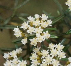 Ozothamnus thyrsoideus