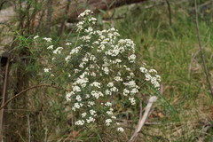 Ozothamnus thyrsoideus