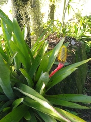 Aechmea pineliana