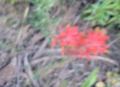 Castilleja subinclusa