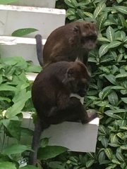 Macaca fascicularis philippensis