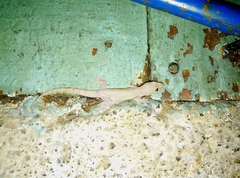 Hemidactylus frenatus