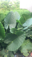 Alocasia