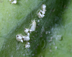 Siphoninus phillyreae