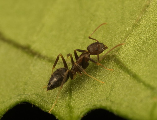 缅甸尼氏蚁Nylanderia birmana