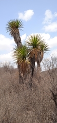 Yucca periculosa