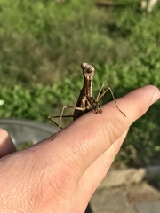 Statilia maculata maculata