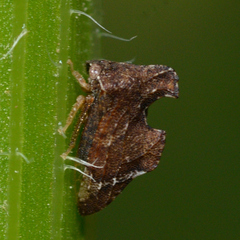 Entylia carinata