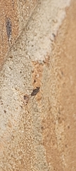 Pterygota