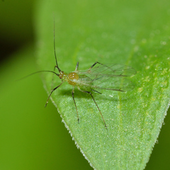 Macrosiphum rosae