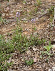 Euphrasia collina