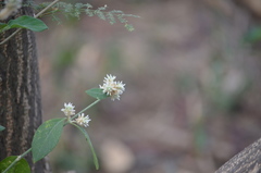 Alternanthera bettzickiana