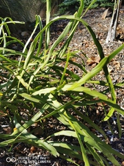 Carmichaelia williamsii