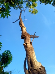 Roseodendron donnell-smithii