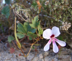 Pelargonium setulosum