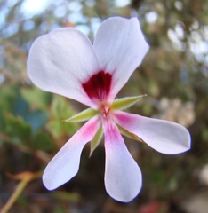 Pelargonium setulosum