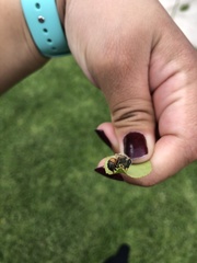 Apis mellifera