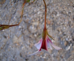 Pelargonium setulosum