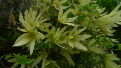 Clematis forsteri